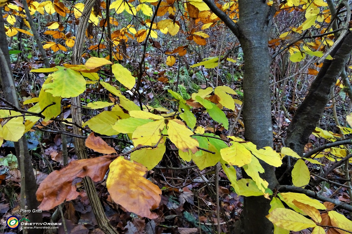 19 Foglie colorate d'autunno.JPG